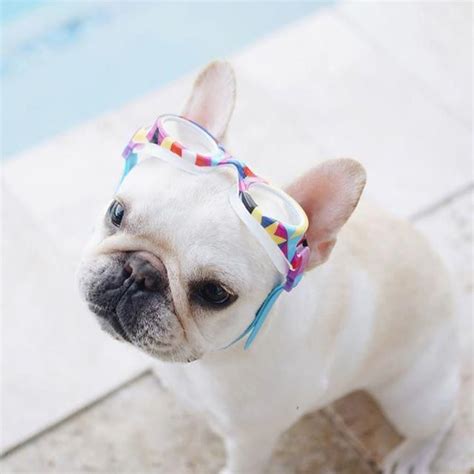 Due to their compact size, short legs, and lack of snout, these. Piggy, French Bulldog in Swim goggles ️ @piggyandpolly on ...