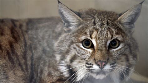 For Now Rockys Just A Big Cat Not Bobcat Can Go Home
