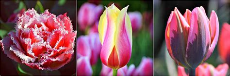A Guide To The Canadian Tulip Festival In Ottawa Travel Bliss Now