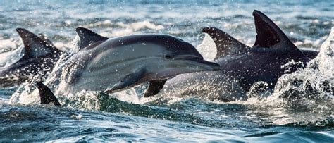 Wildlife in Ocean | Types of Ocean Animals | AZ Animals