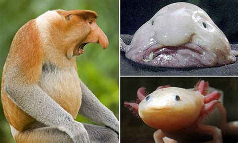 The Blobfish The Pig Nosed Turtle And The Proboscis Monkey Which Of