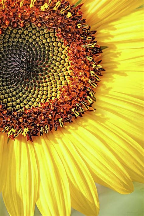 Sunflower Macro By Jennie Marie Schell Macro Photography Abstract