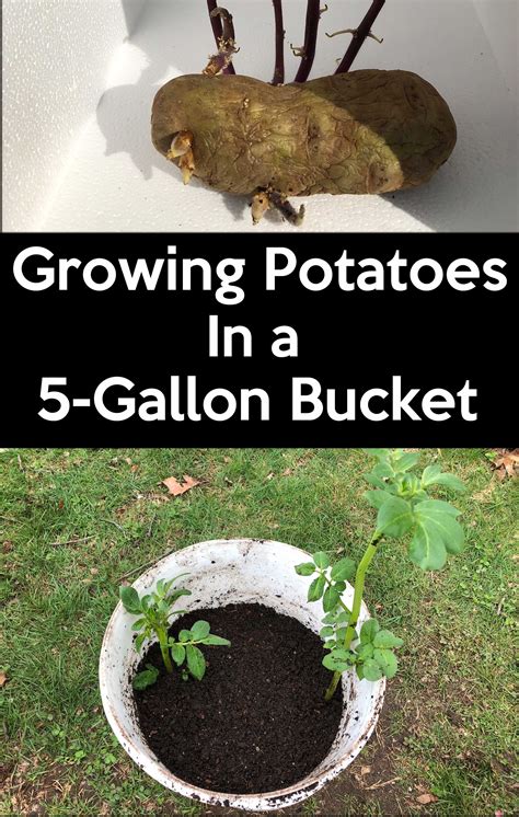 Growing Potatoes In 5 Gallon Buckets Grow Potatoes In