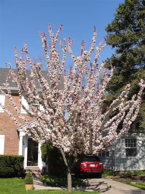 Unfortunately, a cherry tree will not grow in all regions. Pruning Sand Cherry Tree - Ask an Expert