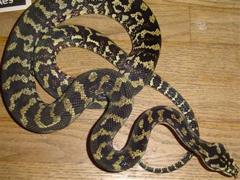 They are also in the arid islands. Jungle Carpet Python Facts and Pictures