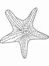 Starfish Coloring Awesome Sheet Realistic Printable  Library Xcolorings sketch template