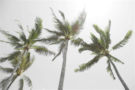 Palm Tree Photo Modern Minimalist Tropical Decor Beach Etsy New Zealand