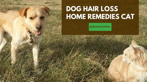 Dog Hair Loss Home Remedies Buydogfleameds January 2024