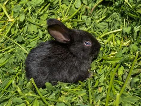 Polish Rabbit Complete Guide 2024 Rabbit Insider