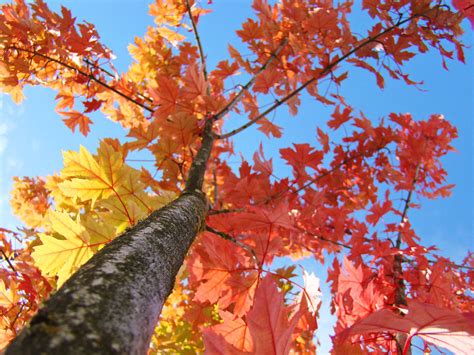 Tree Art Prints Autumn Leaves Fall Art Blue Sky Baslee Troutman