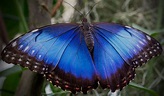 Blau Schmetterling Foto & Bild | tiere, wildlife, natur Bilder auf ...