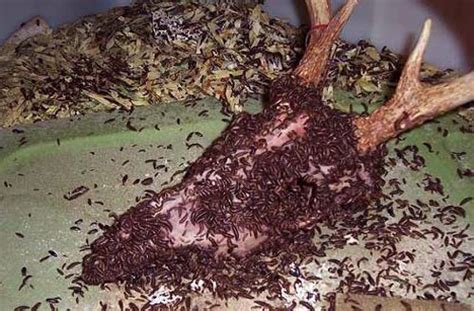 Flesh Eating Beetles Explained National Geographic Blog