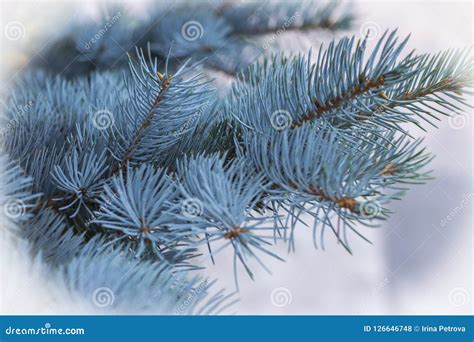 Blue Spruce In The Forest Background And Texture Stock Photo Image