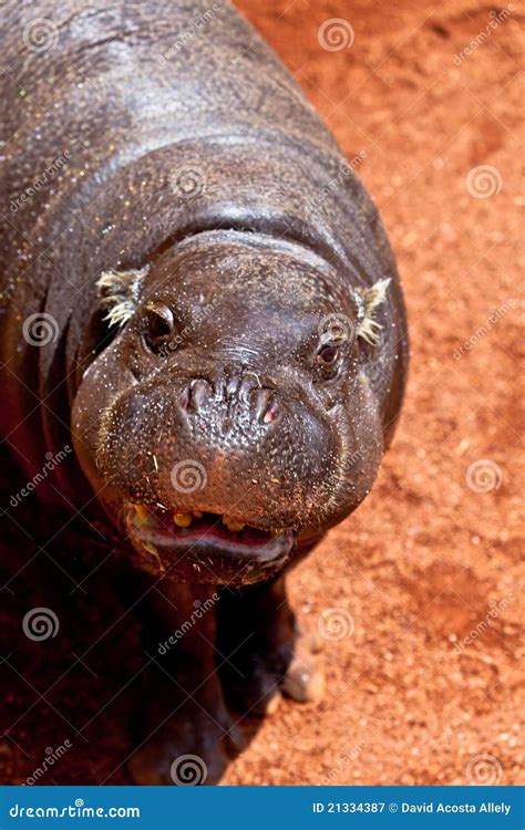 Pigmy Do Hippopotamus Liberiensis De Hexaprotodon Imagem De Stock