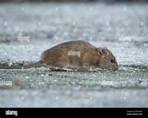 Brown Rat Rattus Norvegicus On The Sidewalk In The City Looking For