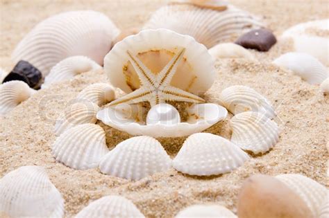 Pearl On The Seashell The Exotic Sea Shell Treasure From The Sea