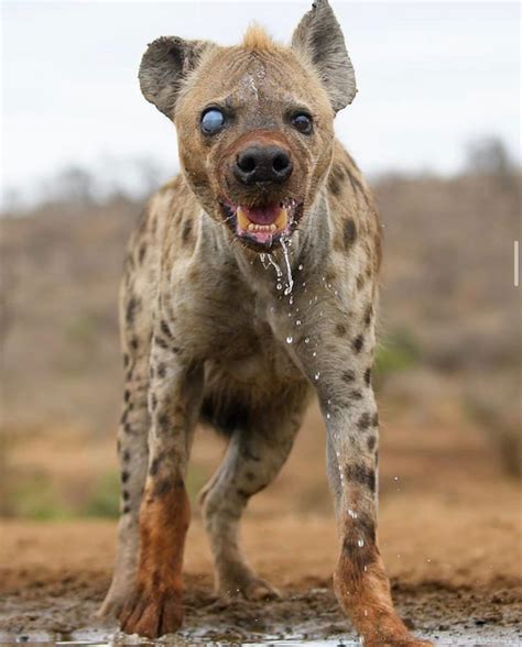 Baby Hyena Walked Up To Our Car And Started Chewing Our Tire Didnt