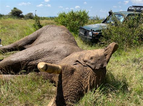 world elephant day rescuing an elephant shot by poachers the independent the independent