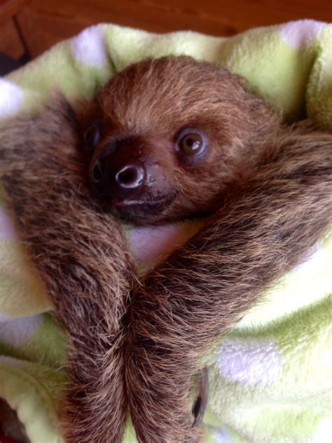 Baby Sloth In A Blanket Cute Baby Sloths Cute Sloth Pictures Baby