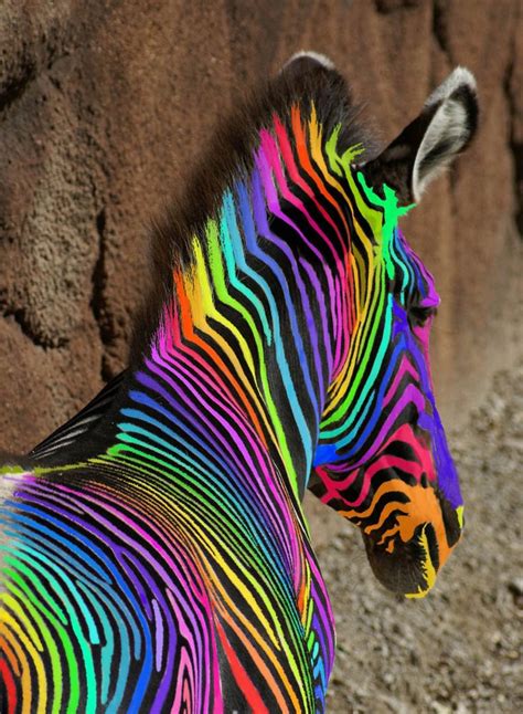 Coloured Zebra Rainbow Zebra Colorful Animals Rainbow Colors