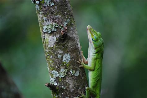 Lagarto Reptil Animal Foto Gratis En Pixabay Pixabay