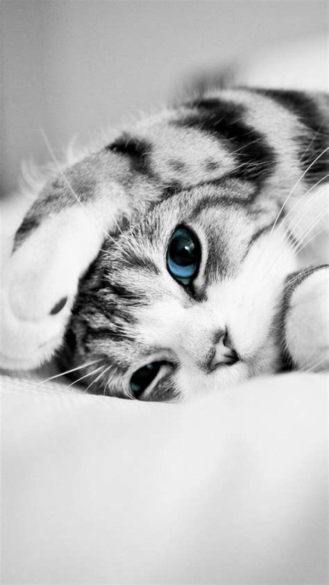 Adorable Cute Blue Eyed Kitten 4k Ultra Hd Mobile Wallpaper Cute Baby