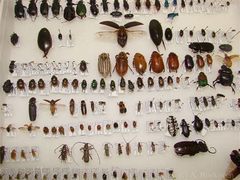 Insectcollection