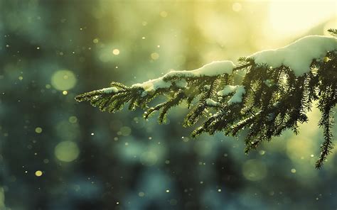 Christmas Wallpapers Tumblr 75 Background Pictures