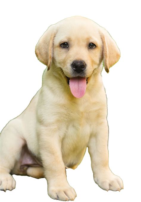 Labrador Retriever Puppy Clip Art Cute Puppy Png Clip