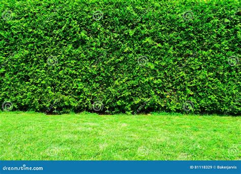 Green Hedge Of Thuja Stock Image Image Of Leaf Beautiful 81118329