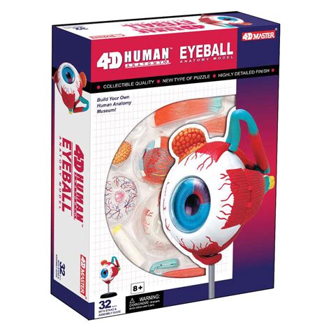 4d Anatomy Eyeball Model Tedco Toys Human Body Anatomy Anatomy