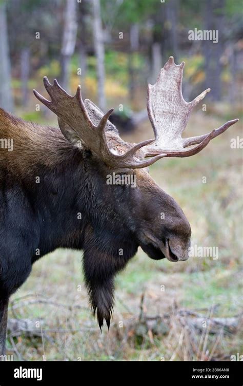Bull Moose With Huge Antlers Alces Alces Sticking Out His Tongue In