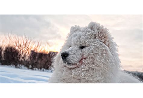 Picture Of Samoyed Dog In Snow Dog Photography