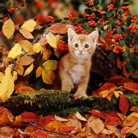 Beautiful Photos Of Animals Fully Enjoying The Autumn Season