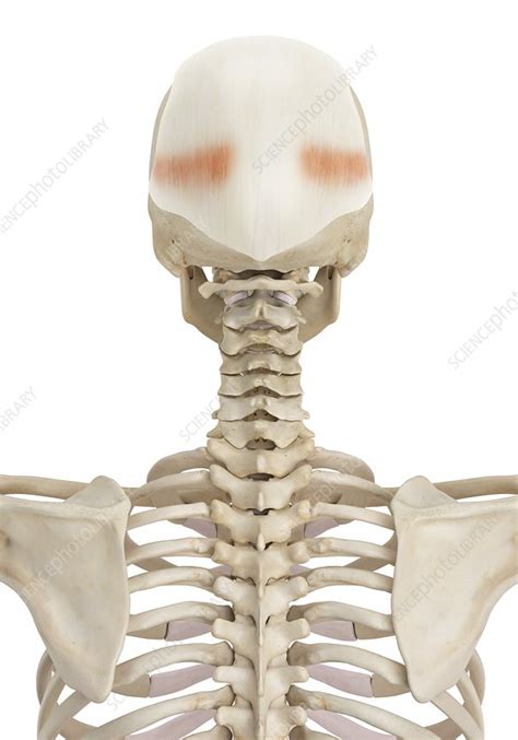Human Skull Muscles Illustration Stock Image F0115723 Science