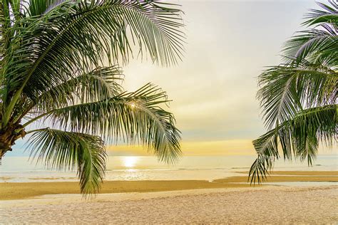 Beautiful Sea Ocean Beach With Palm Tree At Sunrise Time For Hol