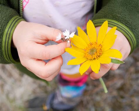 Yes Let Your Child Pick Flowers Backwoods Mama