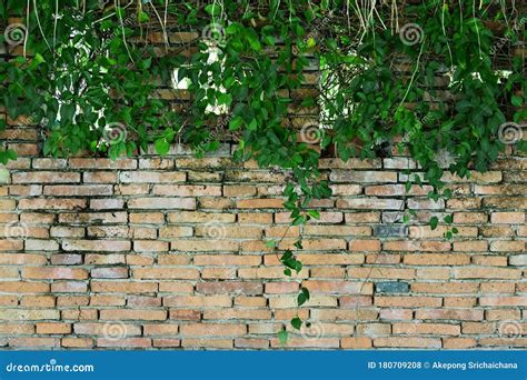Tree With Brick Wall Background Stock Photo Image Of Natural Design