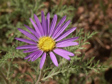 Check spelling or type a new query. Wildflower - Purple Aster in Texas