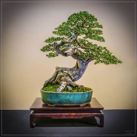 Sekai Bonsai On Twitter Bonsai Tree Outdoor Bonsai Tree Indoor