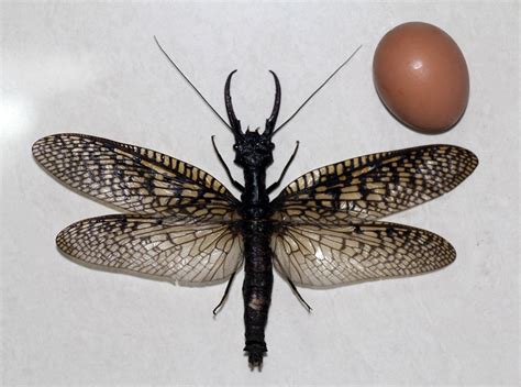 Worlds Largest Aquatic Insect Found In Sichuan 25 Headlines