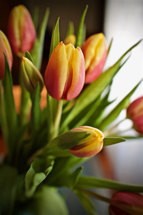 Bunga Bunga Tulip Buket Karangan Foto Gratis Di Pixabay Pixabay