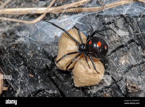 Latrodectus Variolus The Northern Black Widow Spider An Individual