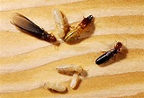 Western drywood termites of various ages - Stock Image - Z290/0044 ...