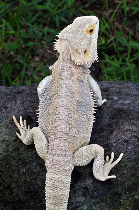 20 Different Types Of Bearded Dragons With Colors