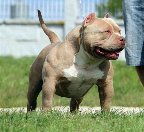 The american bully has a short, close, stiff to the touch and glossy coat. XXL American Bully and Pit Bull - Viral Fancy