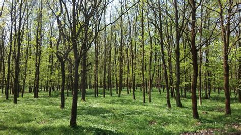 Spring Flood Plain Forest Free Stock Photo Freeimages