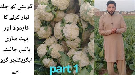 Huge Information About Cauliflower Gobi Cauliflower Tips