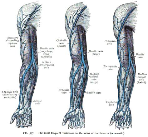 Basilic Vein Wikipedia The Free Encyclopedia Arteries Anatomy Arm
