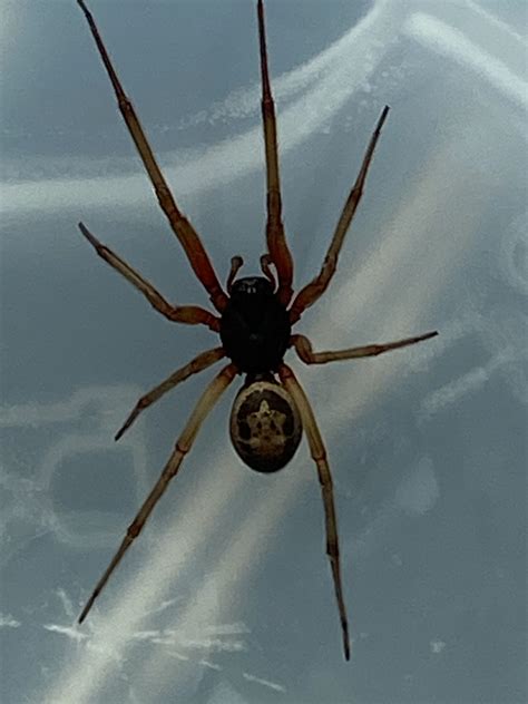 Another One The False Widow Spider